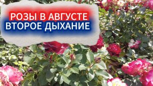 РОЗЫ В АВГУСТЕ ПОСЛЕ ОБРЕЗКИ: КАК ДОБИТЬСЯ ПОВТОРНОГО ЦВЕТЕНИЯ В КОНЦЕ ЛЕТА