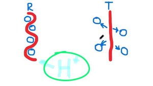 Как кислород передается из крови в клетку_! Эффект Бора