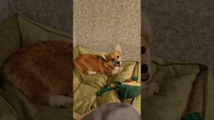 Наш коржик🥰🤗