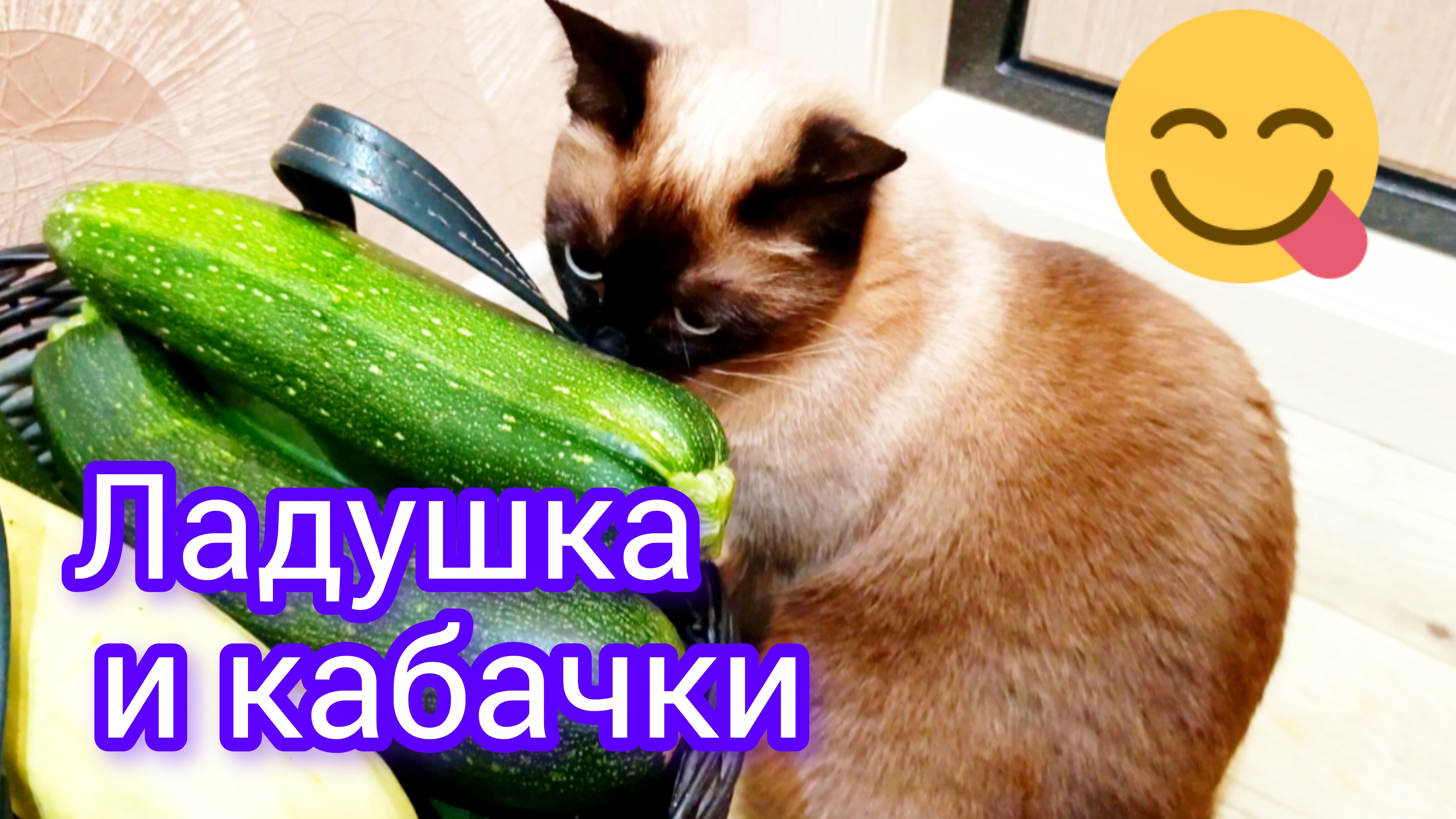 Кошка🐱Ладушка🍆и кабачки🤣 #смешныекоты #котики #cat's #смешная кошка Ладушка