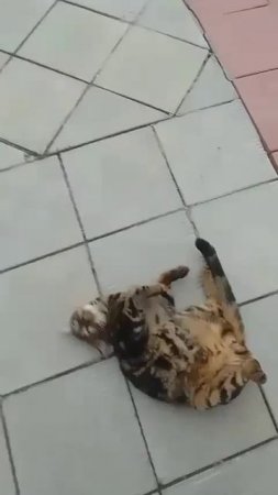 Меня от жары корежит. А вас?