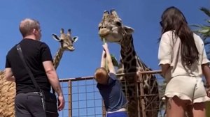 Жадных мальчиков жирафы кушают на обед🦒😂