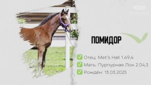 ПОМИДОР «V» (Met's Hall - Пурпурная Лок) 13.03.2025 г.р.