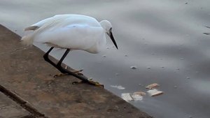 Умная цапля ловит рыбу на хлеб.