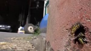 Осы в процессе строительства своего гнезда.