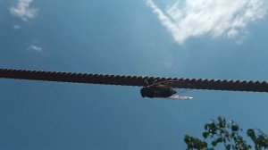 Стрекотание цикады Обыкновенной