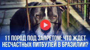 Бразилия вводит строгие правила для питбулей: что скрывает новый указ губернатора?