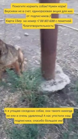 НАС100=99хвостиков+1человек!