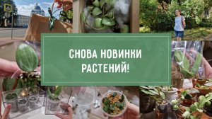 НОВИНКИ! СНОВА новинки РАСТЕНИЙ!