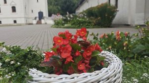 Цветочные композиции для сада в июле.