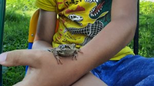 лягушка кирилла