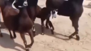 Танцующие козы в Африке