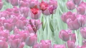 Животные для детей_ чей домик