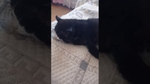 Стрим. Кот Стёпка