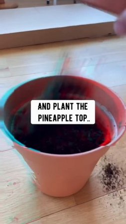 Pineapple tops aren’t trash.. They’re still alive and you can grow a new one! creative explained