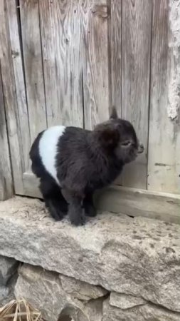 Блудный сын домой пришел