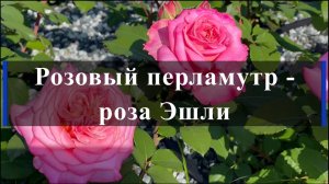Розовый перламутр - роза Эшли