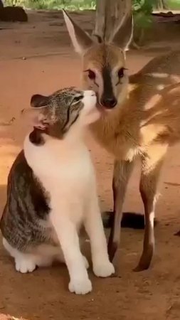 Кошка и косуля