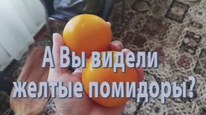 Желтые помидоры