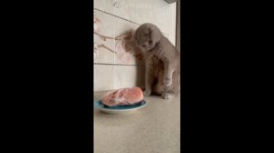 Смешные Коты #33