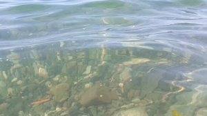 Адлер и Сириус за день до беспилотной атаки