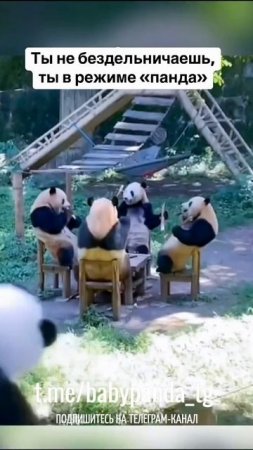 Теперь мы знаем, что отвечать начальству 🐼