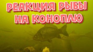 Реакция рыбы на Коноплю ( подводная съемка)
