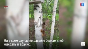 Белка в Ноябрьске не отказалась от угощения