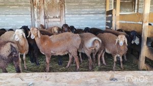 Ярочки и баранчики Гиссарской породы на продажу.