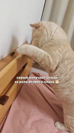 Серый получается Оооооскар за роль второго плана