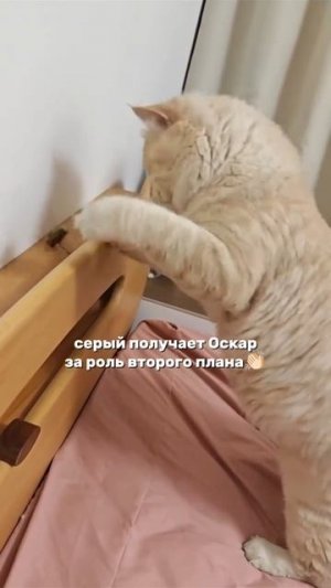 Серый получается Оооооскар за роль второго плана