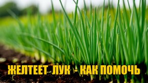 Желтеет лук - рассказываю как помочь