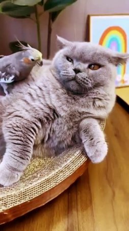 Кошка и попугай