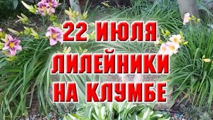 22 июля.  Что цветет летом на моей "средиземноморской" клумбе