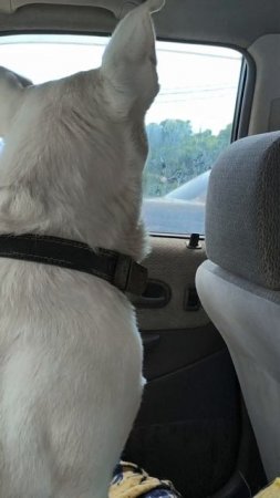как ездит наш пёс в седане