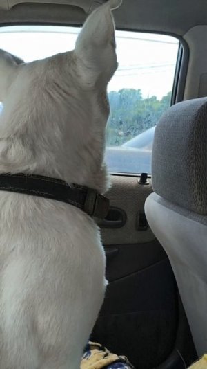 как ездит наш пёс в седане