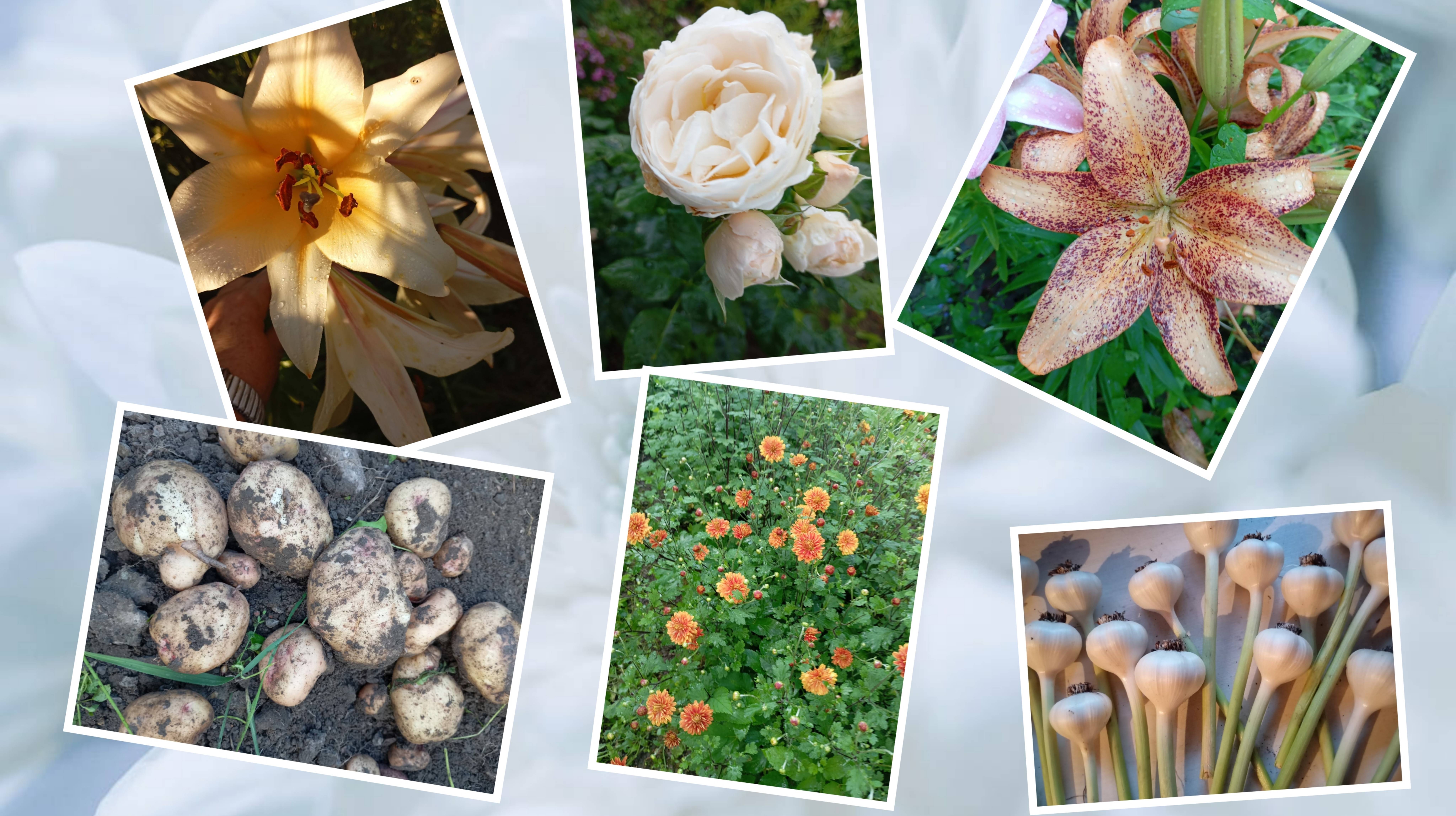 24.07.25 г. Если такая картошка будет...убираю чеснок смотреть онлайн