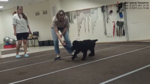 Русский черный терьер Оли. Фрагмент индивидуального занятия по дрессировке. Тольятти, 22 июля 2025.