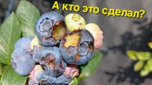 Нежданные гости на голубике