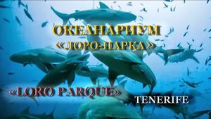 ОКЕАНАРИУМ ЛОРО-ПАРКА. «LORO PARQUE». Тенерифе