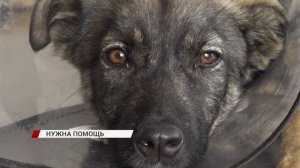 Нужен дом