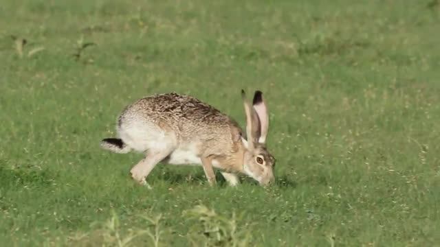 Так Вот Зачем Зайцам Такие Длинные Уши смотреть онлайн