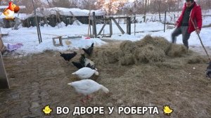Содержание кур в домашних условиях и других птиц во дворе у Роберта 🐣🐤🦆🐔🪿🦃 (79)