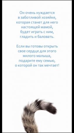 🐾 ❤ Маленький комочек счастья по имени Кузя ищет свою самую лучшую маму! 🏡 🐈