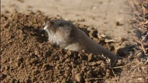 Обыкновенная слепушонка