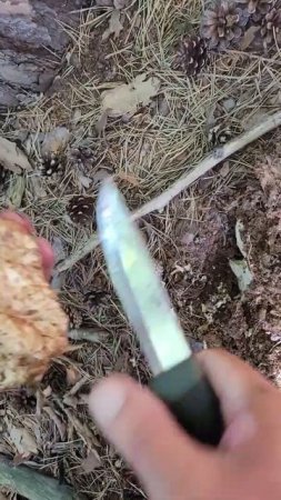 Козья борода #mushrooms
