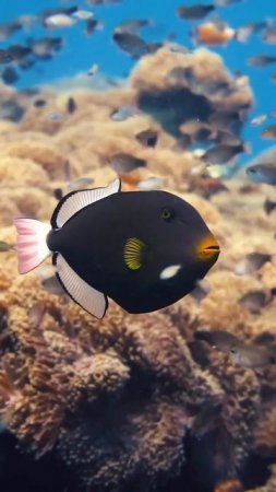 Очень красивая рыба-спинорог               🐟