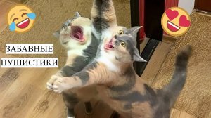 СМЕШНЫЕ ВИДЕОПРИКОЛЫ |Смешные моменты с животными |Я РЖАЛ ДО СЛЕЗ|ПОДБОРКА ПРИКОЛОВ