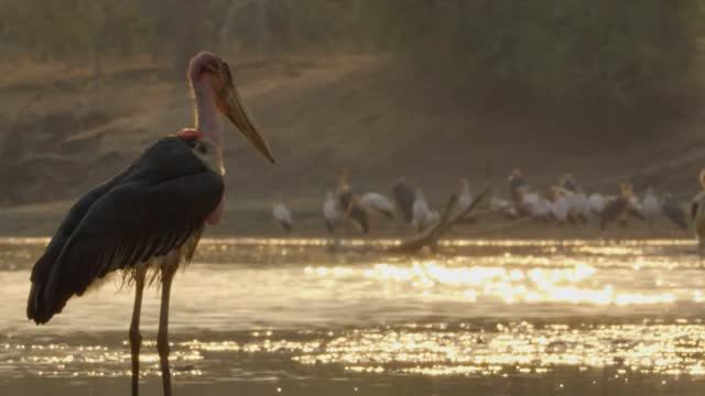 Животные, которые в Своём Имени Носят Воинские Звания смотреть онлайн