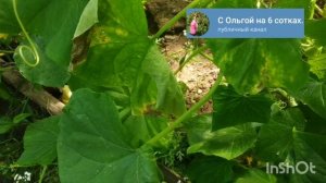 Проблемы с огурцами.Пятна на листьях